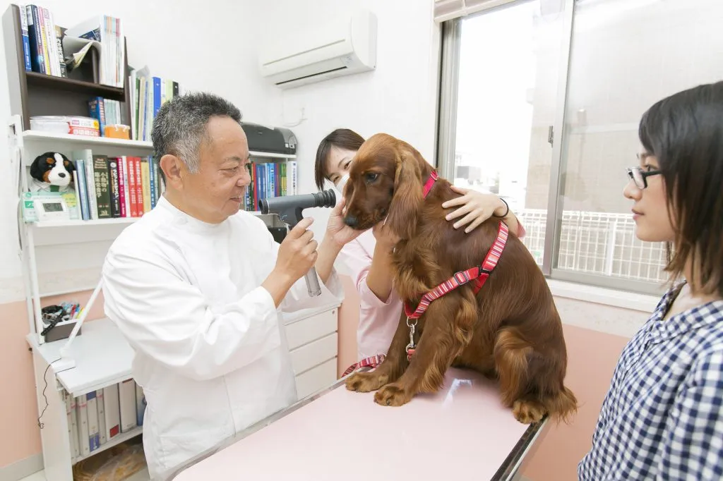 眼科診療